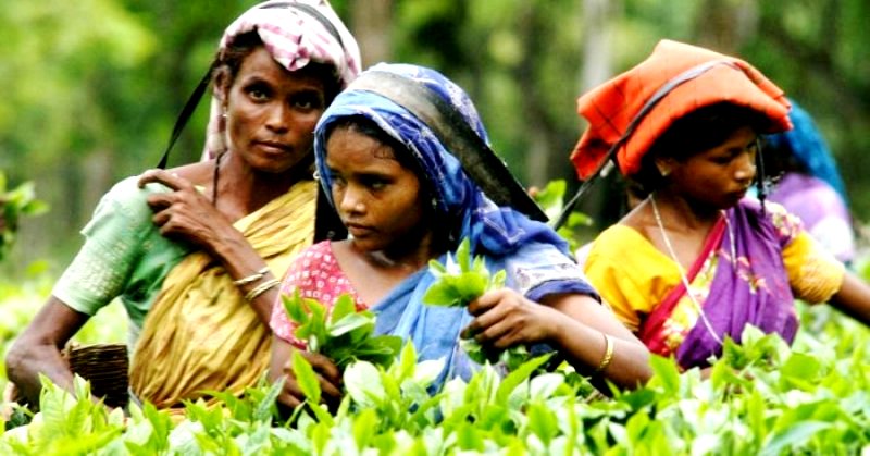नॉर्थ ईस्ट डायरीः चर्चा में मोदी के असम की चाय नहीं, मजदूरों की बदहाली है!