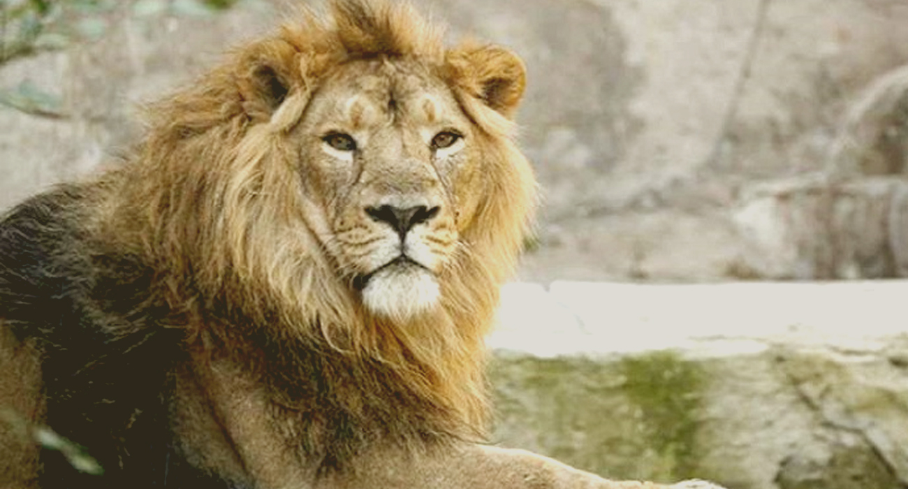 हैदराबाद के नेहरू जूलॉजिकल पार्क में 8 एशियाई शेर कोरोना संक्रमित