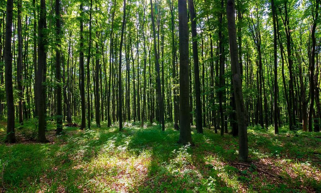 जंगलों और पारिस्थितिकी के लिए खतरे की घंटी है वन संरक्षण कानून 1980 में प्रस्तावित संशोधन