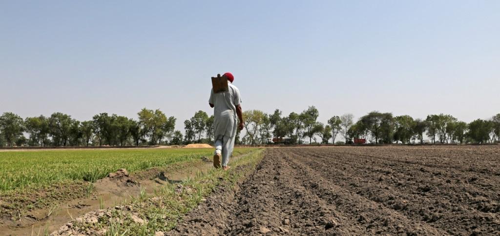 बिना डीएपी आलू बोने को मजबूर हैं उत्तर प्रदेश के किसान