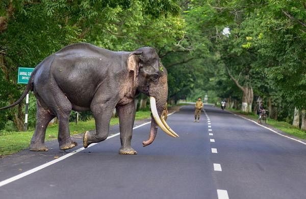 नॉर्थ ईस्ट डायरी: समाधान से दूर है असम में मानव-हाथी संघर्ष का मसला