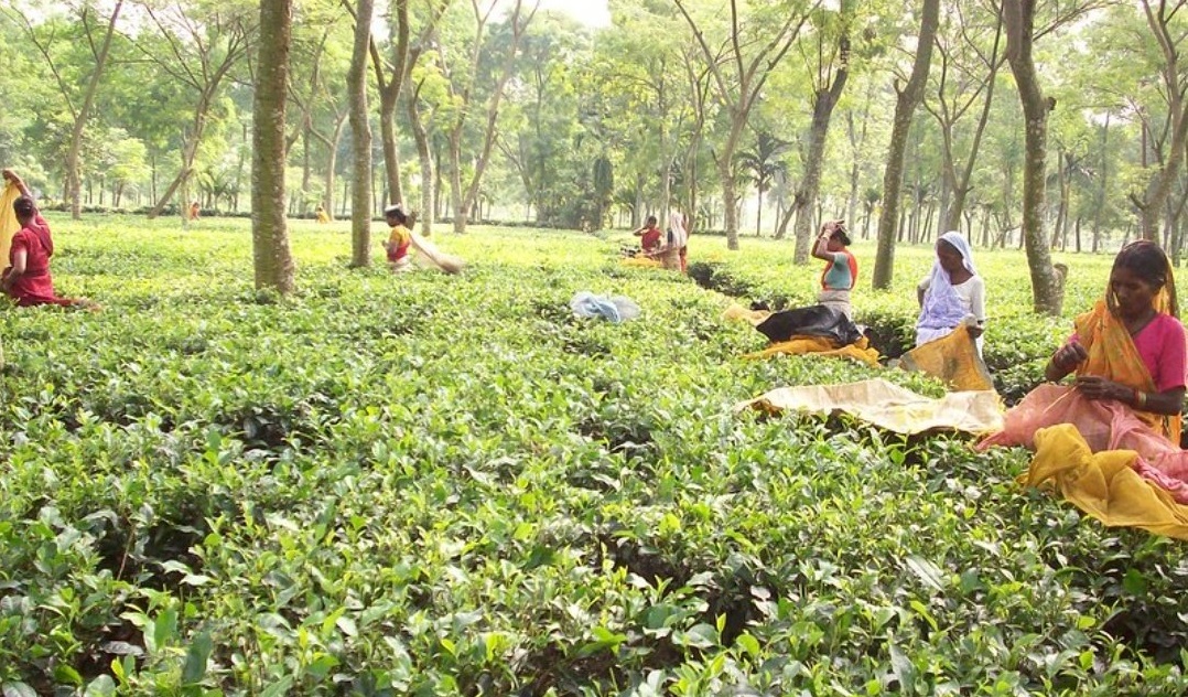 ग्राउंड रिपोर्ट: भारत के सबसे गरीब जिले में बढ़ रहा चाय उत्पादन चंद पूंजीपतियों तक ही क्यों है सीमित