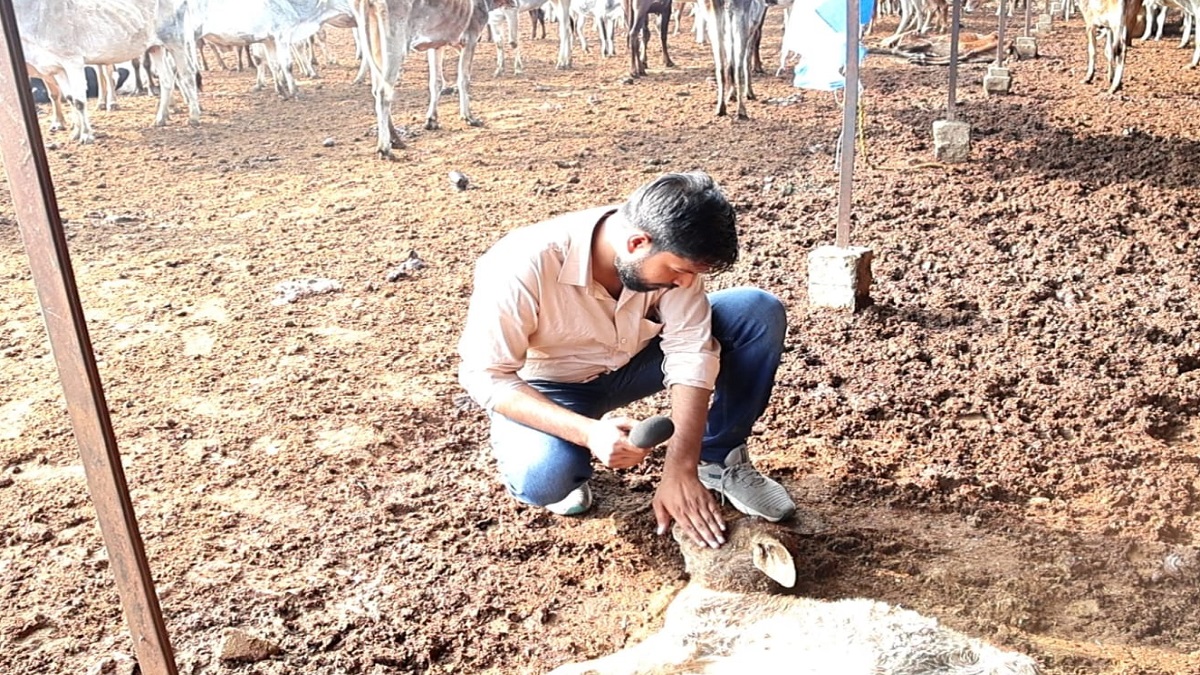 ग्राउंड रिपोर्ट: गौशाला में मरणासन्न गायों की दुर्दशा दिखाने पर पत्रकारों पर दर्ज हुआ मुकदमा