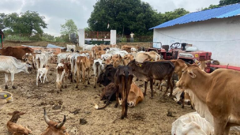 ग्राउंड रिपोर्ट: योगी की गौशाला में तड़प-तड़प कर मरते गौवंश, दयाभाव दिखाने वालों पर दर्ज हो रहे झूठे केस