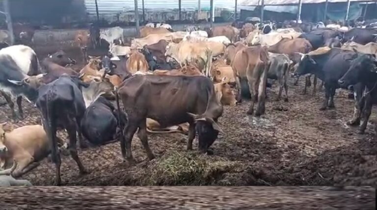 उत्तराखण्ड के गो-सदनों में भूख-प्यास से तड़प-तड़प कर मर रही हैं ‘राष्ट्रमाता’