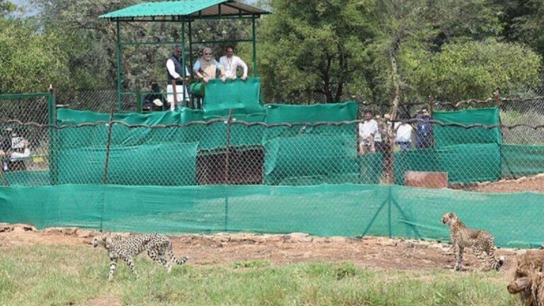 राजनीति के भंवर में उलझी चीतों की मौत: चीता संरक्षण परियोजना प्रयोग या प्रयोगशाला?