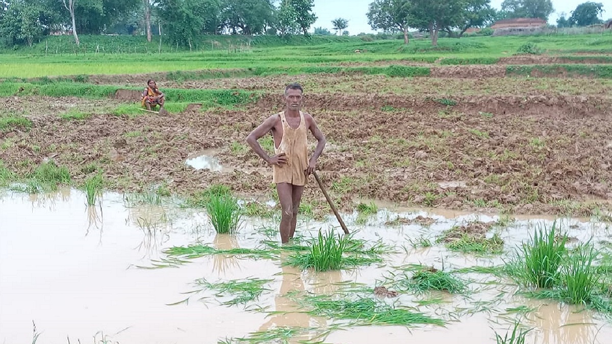 ग्राउंड रिपोर्ट: नौगढ़ के आदिवासी इलाके में इस साल भी नहीं हो सकी धान की रोपाई, किसान परेशान   