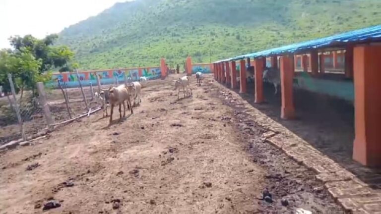 ग्राउंड रिपोर्ट: योगी की गौशालाओं में भूख-प्यास से तड़प रहे गौवंश पर अब लंपी बीमारी का कहर