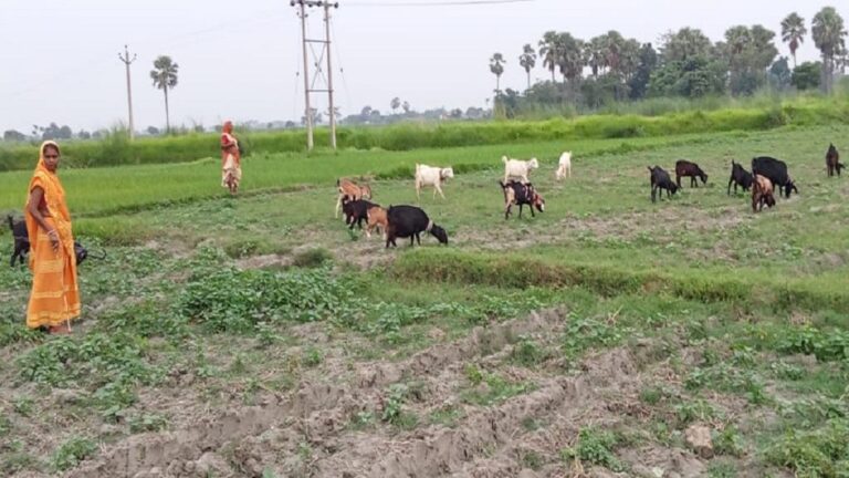 ग्राउंड रिपोर्ट: बकरी पालन से आत्मनिर्भर हो रहीं मुजफ्फरपुर के हुस्सेपुर गांव की महिलाएं