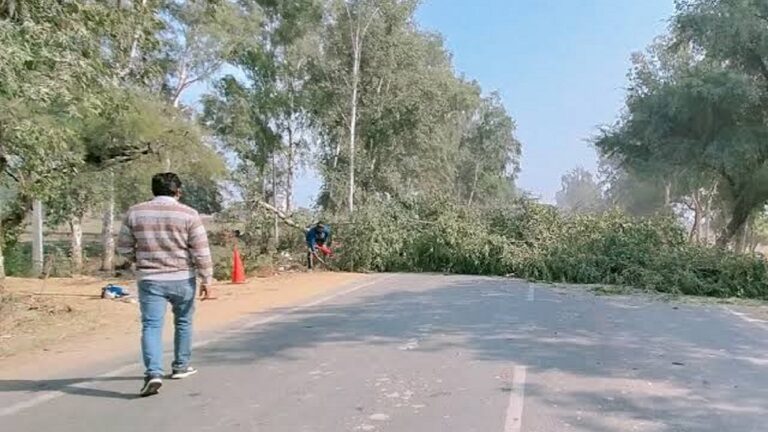 झारखंड: विकास के नाम पर पेड़ों की कटाई से बिगड़ता पर्यावरण संतुलन
