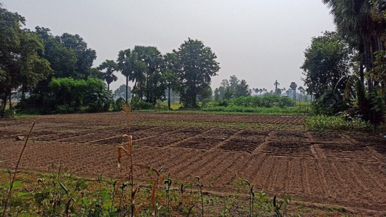 ग्राउंड रिपोर्ट: सिंचाई के बिना घाटे का सौदा बनी बिहार के उचला गांव की खेती, युवा कर रहे पलायन