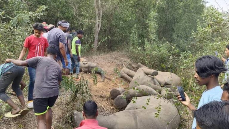 मरते हाथी और मरते इन्सान: कौन है इसका जिम्मेदार?