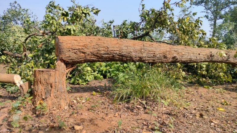 ग्राउंड रिपोर्ट: हसदेव अरण्य में अडानी के लिए 50 हजार पेड़ों की चढ़ाई गई बलि, 10 हजार आदिवासियों को सता रहा घर गवां देने का डर