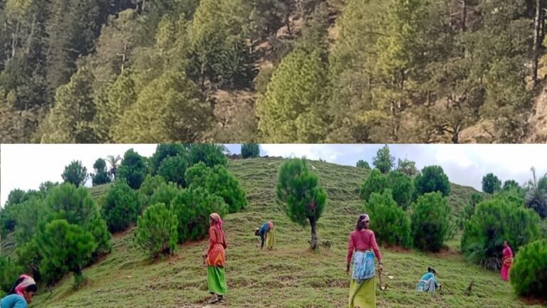 ग्राउंड रिपोर्ट: उत्तराखंड में वृक्षों की आक्रामक प्रजातियों से मानव और वन को खतरा