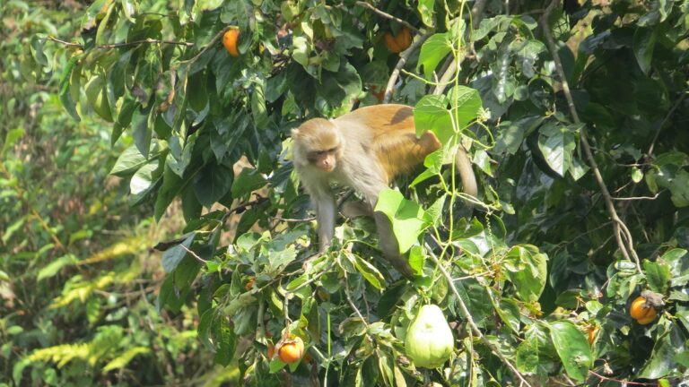 ग्राउंड रिपोर्ट: बंदरों के आतंक से प्रभावित होती कृषि