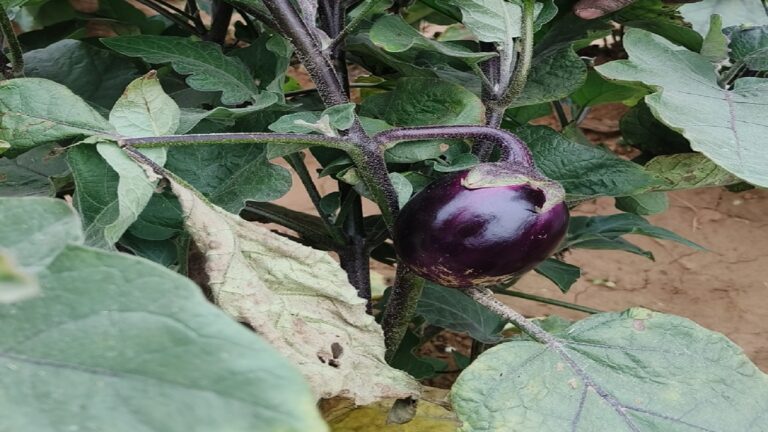ग्राउंड रिपोर्टः चंदौली में करेमुआ ब्रांड का बैंगन लील गई नौकरशाही…!
