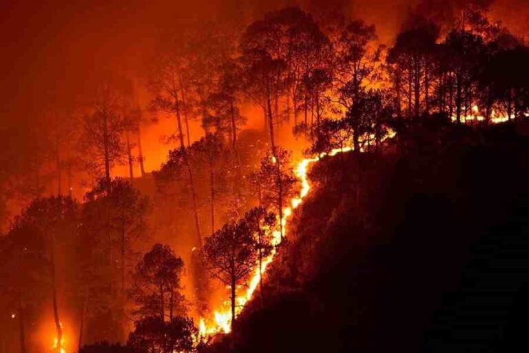 जंगल में आग की रोकथाम के बजाय बुझाने पर फोकस क्यों?