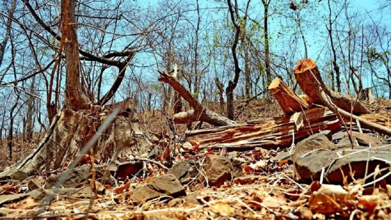 क्यों तेजी से खत्म होते जा रहे हैं उत्तराखंड के जंगल?