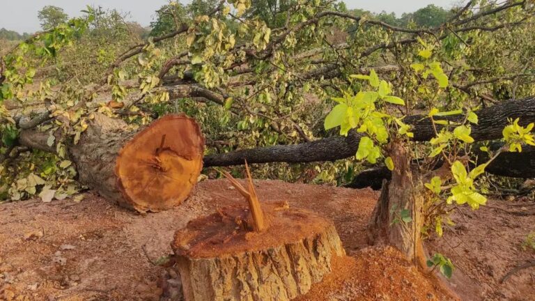 एक पौधा मां के लिए और पूरा जंगल ‘अब्बा’ के नाम! — जय श्रीराम-जय श्रीराम!!