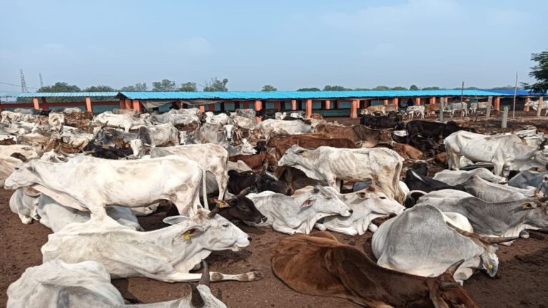 ग्राउंड रिपोर्ट: यूपी की गौशालाओं में गौवंश कहीं तोड़ रहे दम, तो कहीं पड़े हैं ‘बेदम’