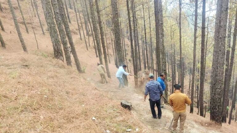 ग्राउंड रिपोर्ट: आखिर क्यों और कैसे जल रहे हैं जंगल?