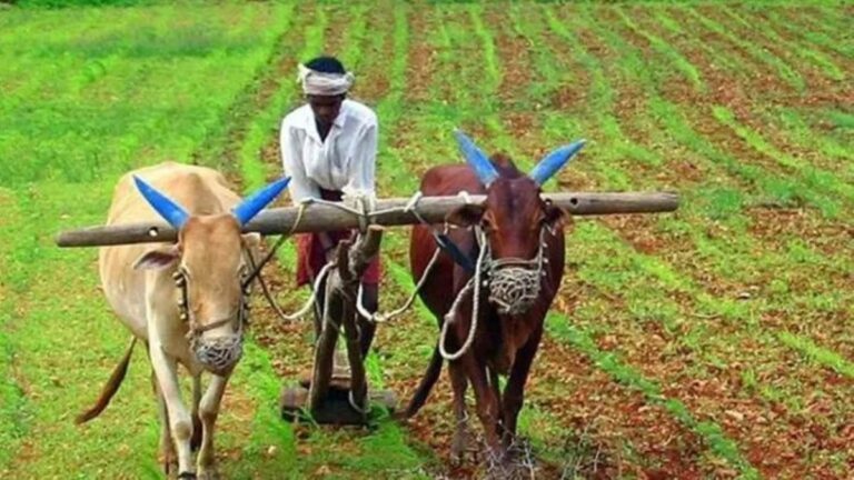 कृषि संकट से जूझते बीकानेर के किसान