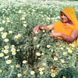 ग्राउंड रिपोर्ट : बनारस के फ्लावर बेल्ट में अब तक का सबसे बेकार सीजन, आखिर क्यों मुरझाये हैं किसानों के चेहरे !  