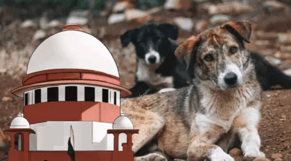 गलियों के आवारा कुत्तों को राजधानी से बाहर करने का सुप्रीम कोर्ट का आदेश: ड्राइंग रूप के पालतू कुत्ते बनाम गलियों के आवारा कुत्ते 