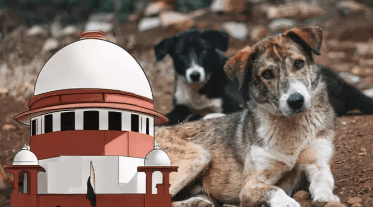 गलियों के आवारा कुत्तों को राजधानी से बाहर करने का सुप्रीम कोर्ट का आदेश: ड्राइंग रूप के पालतू कुत्ते बनाम गलियों के आवारा कुत्ते 